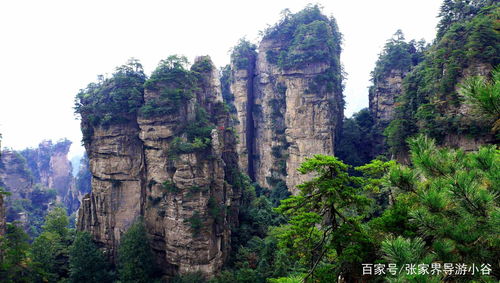 張家界國家森林公園 張家界當(dāng)?shù)貙?dǎo)游回憶小谷