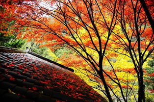 張家界淡季門票價格,張家界導游冬季旅游精品攻略