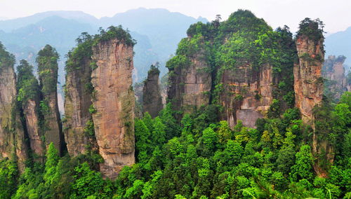 張家界導游陳妹子 張家界導游陳妹子的電話聯系方式